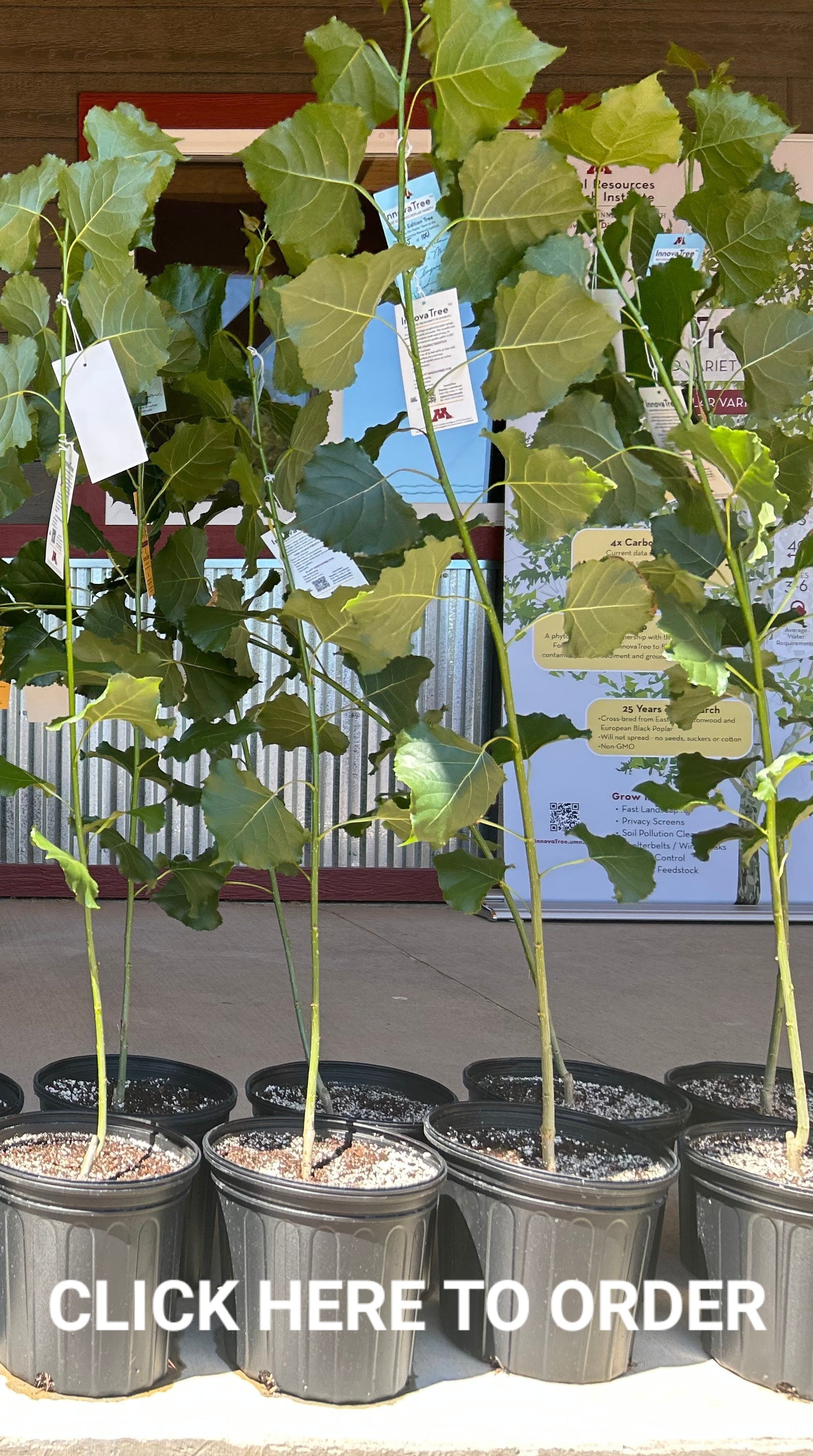 InnovaTree™ Hauser's Superior View Farm