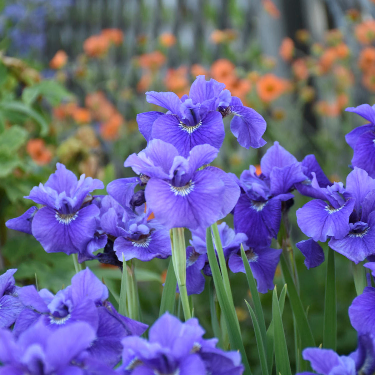 Iris, Sibirica - Ruffled Velvet – Hauser's Superior View Farm