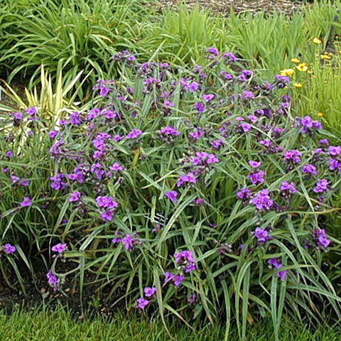 Tradescantia (Spiderwort) - Concorde Grape – Hauser's Superior