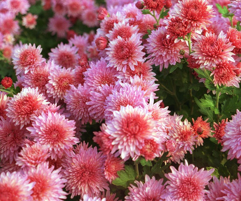 Chrysanthemum Flowering Season – Doff Portland Limited