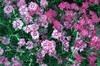 Dianthus Plumarious - Spring Beauty