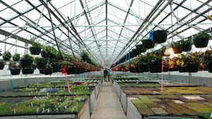 Wholesale Greenhouse