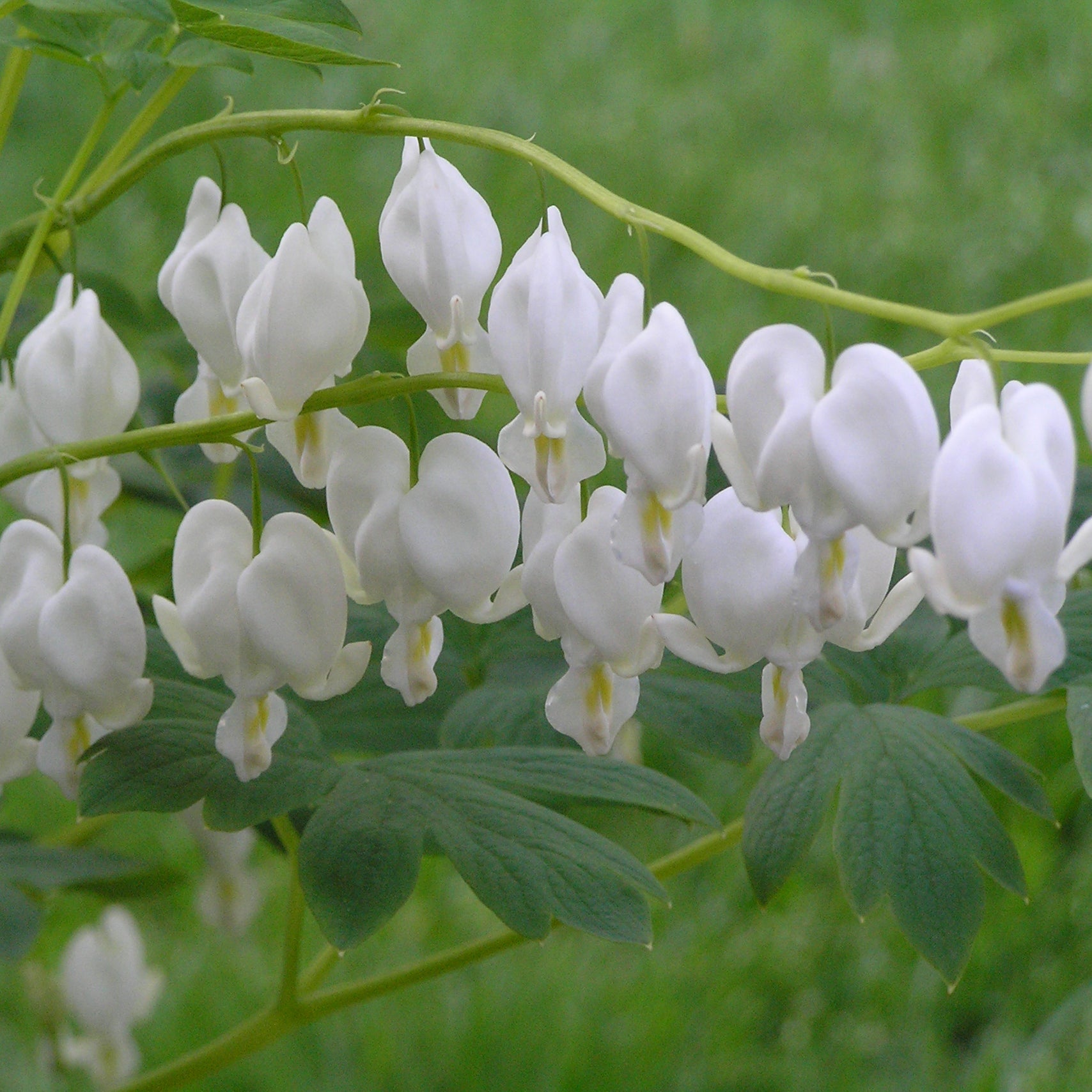 Dicentra (Bleeding Heart) - White