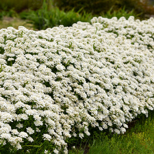 Iberis Sempervirens - Candy Tuft