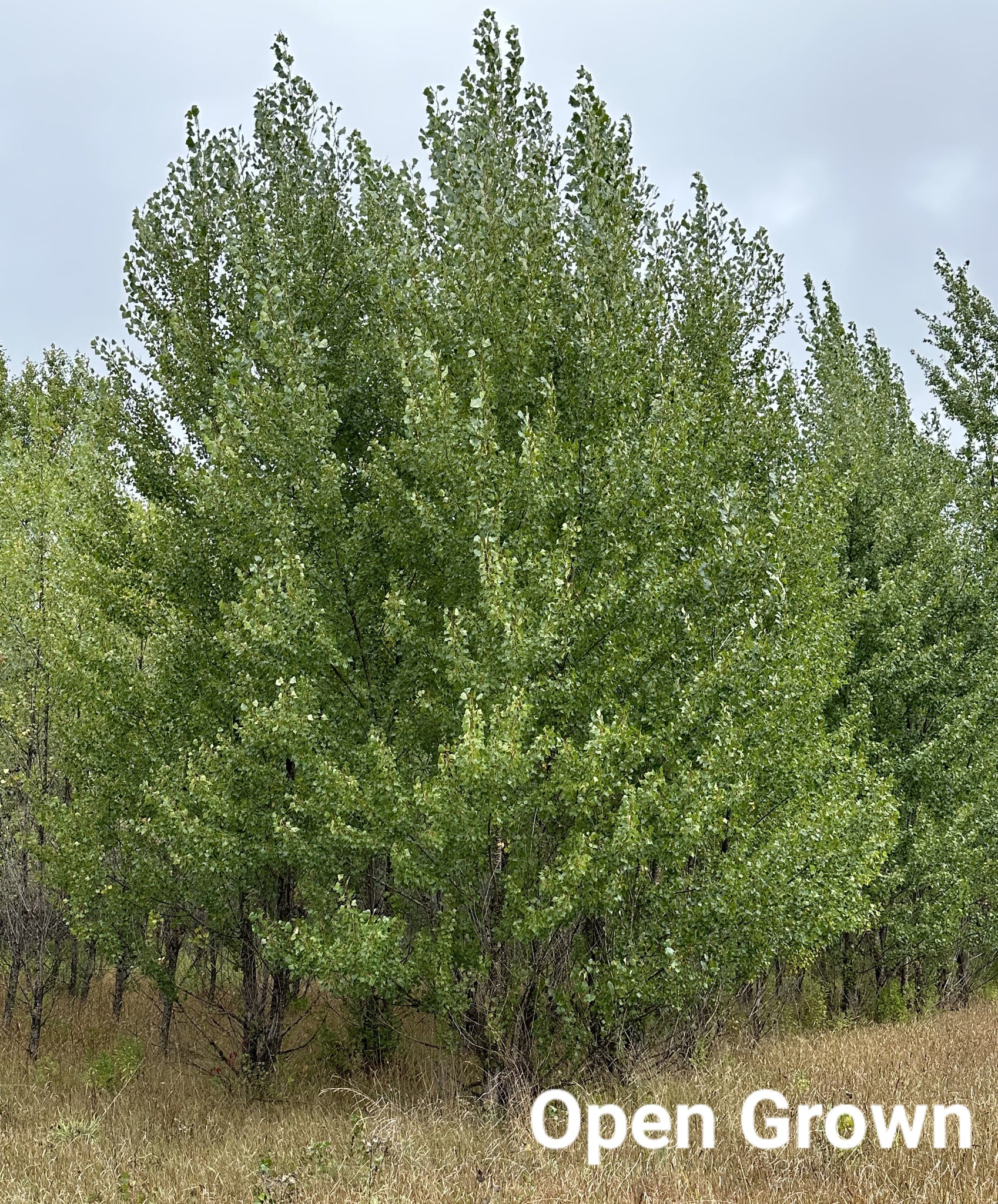 Poplar Items InnovaTree™ Poplar Variety - 2.5 gallon - PICK UP ONLY – Hauser's ...