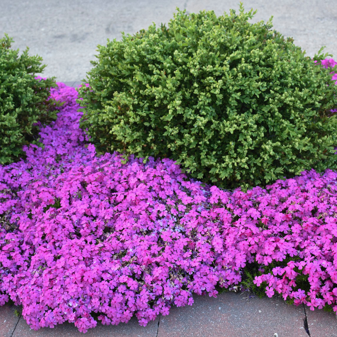 Phlox, Creeping - Drummond's Pink
