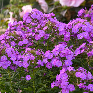 Phlox, Tall - Cover Girl