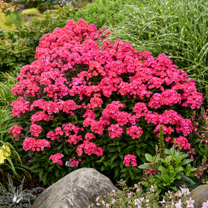 Phlox, Tall - Glamour Girl