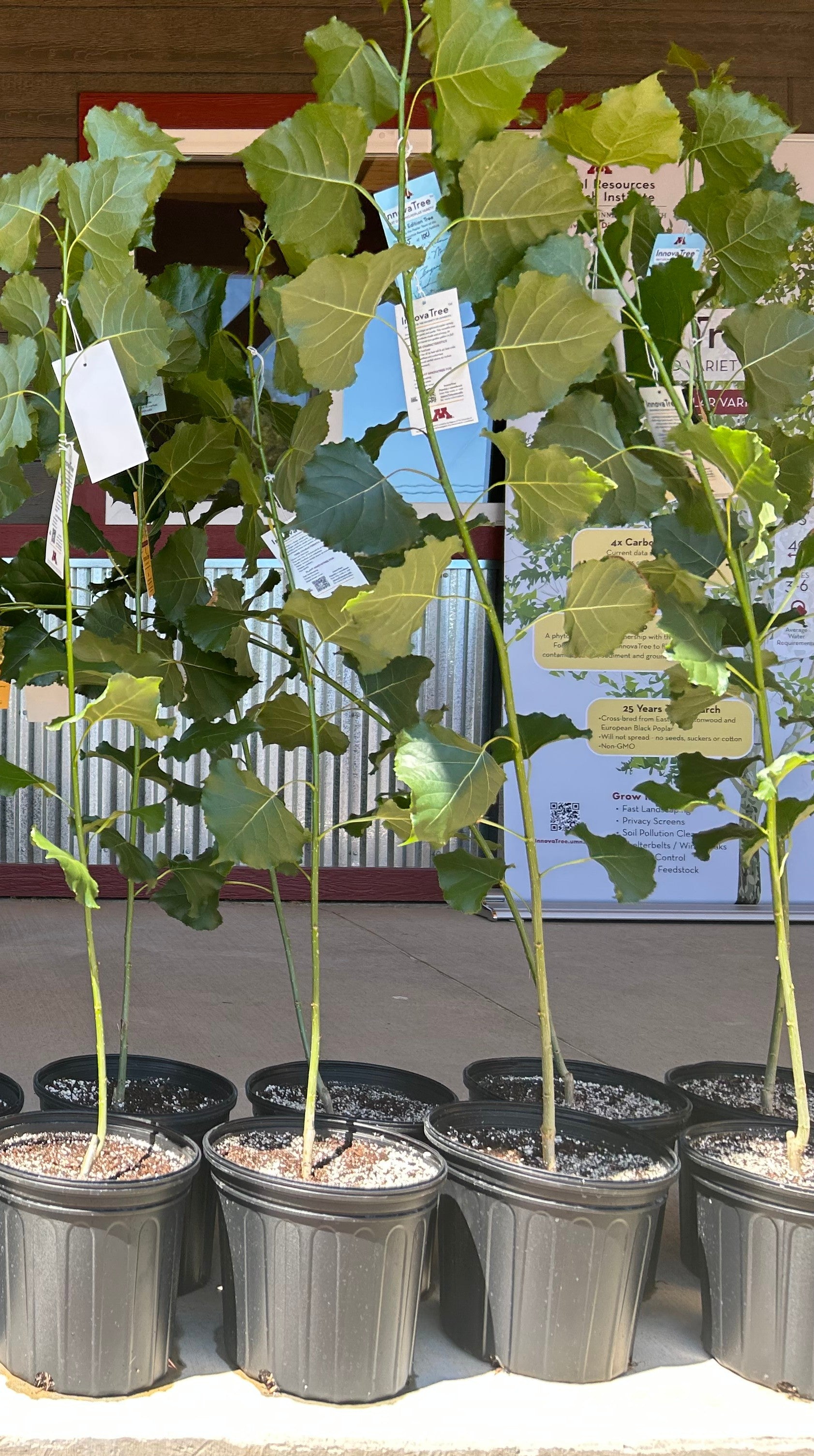 Poplar Items InnovaTree™ Poplar Variety - 2.5 gallon - PICK UP ONLY – Hauser's ...