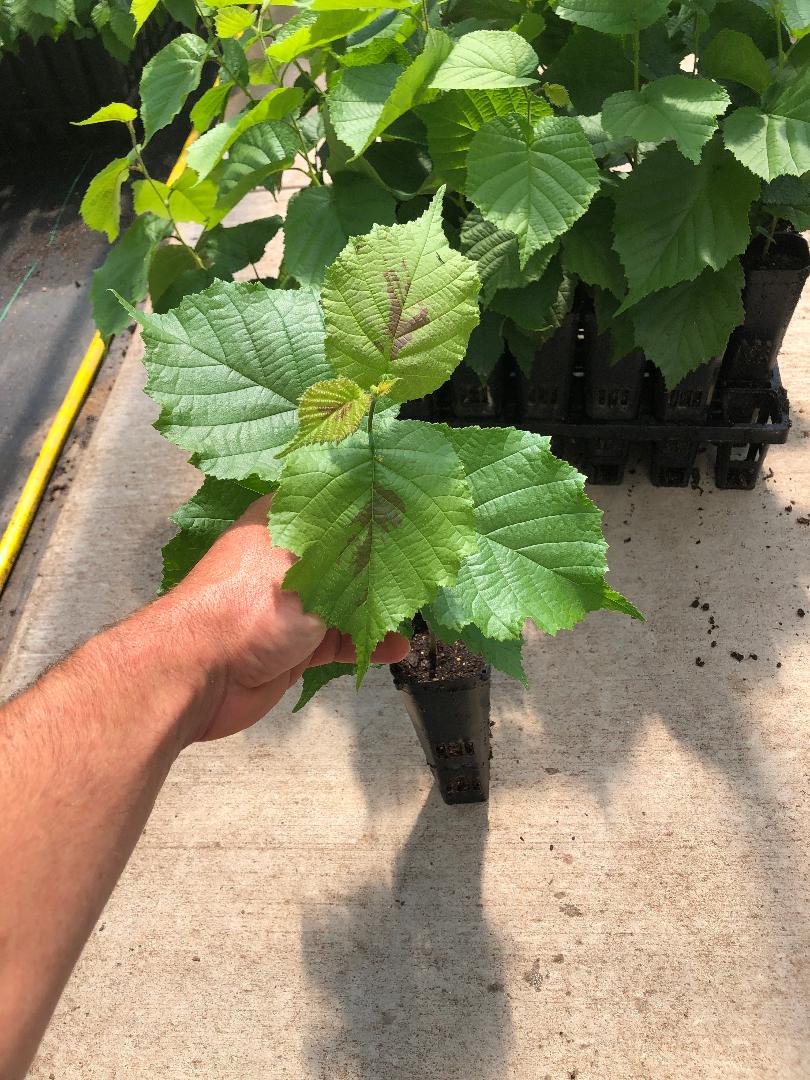 Hazelnut UMHDI Open-Pollinated Seedling - Wholesale (100 or more plants only)