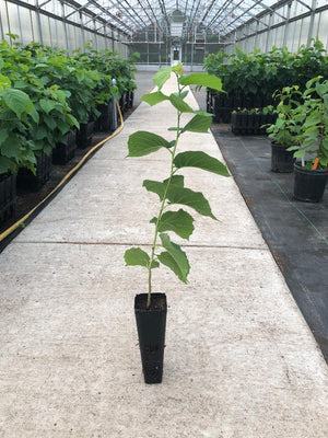 Hazelnut UMHDI Open-Pollinated Seedling-SEPTEMBER PLANTING