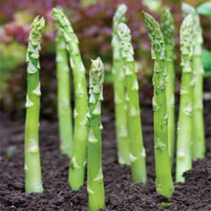 Vegetable Plant - Asparagus Martha Washington