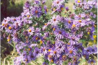 Aster - New England