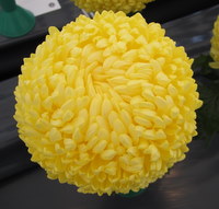 Chrysanthemum - Delight