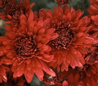 Chrysanthemum - Minnesota Ruby