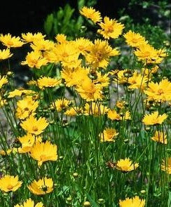 Coreopsis - Mayfield Giant