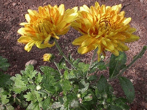 Chrysanthemum - Harbinger
