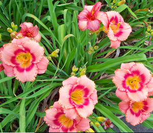 Daylily - Strawberry Candy