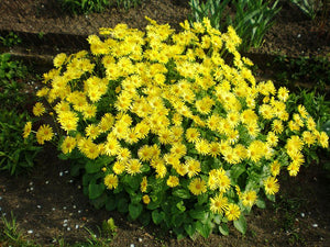 Doronicum - Leopard's Bane