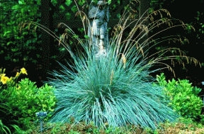 Grasses - Helictotrichon Sempervirens (Blue Oat Grass)