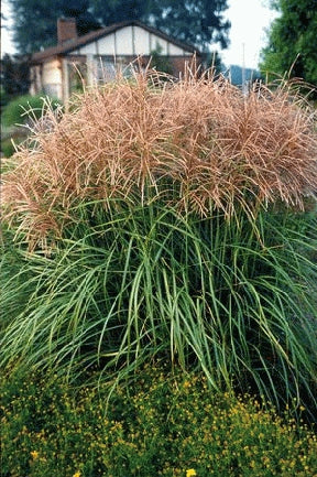 Grasses - Miscanthus (Northern Pampas Grass)