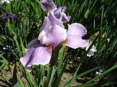 Iris, Sibirica - Pink Haze