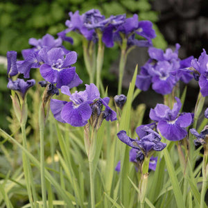 Iris, Sibirica - Ruffled Velvet
