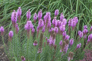 Liatris - Spicata Floristan Violet (Gayfeather)