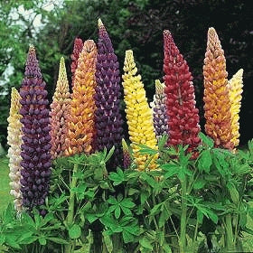 Lupine - Russell's Best Hybrid