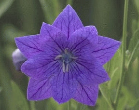 Platycodon (Balloon Flower) - Double Blue