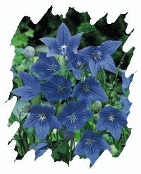 Platycodon (Balloon Flower) - Sentimental Blue