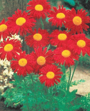 Pyrethrum (Painted Daisy) - Kelaway Red