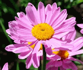 Pyrethrum (Painted Daisy) - Rose