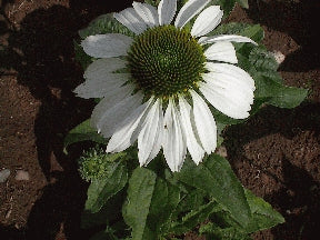Rudbeckia - Primadonna White