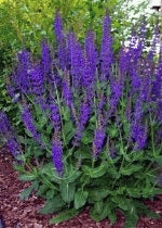 Salvia - Violet Queen