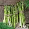 Vegetable Plant - Asparagus U72